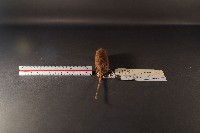 小家鼠藏品圖，第4張