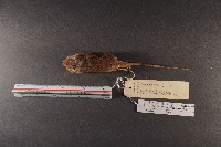 小家鼠藏品圖，第5張