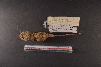 小家鼠藏品圖，第6張