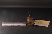 臺灣森鼠藏品圖，第2張