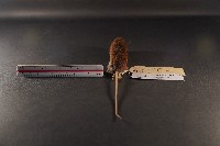 臺灣森鼠藏品圖，第4張
