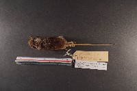 臺灣森鼠藏品圖，第5張