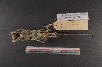 臺灣森鼠藏品圖，第6張
