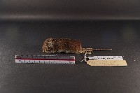 臺灣森鼠藏品圖，第1張