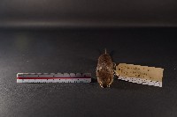臺灣森鼠藏品圖，第2張