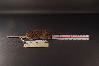 臺灣森鼠藏品圖，第3張