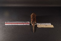 臺灣森鼠藏品圖，第4張