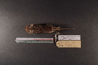 臺灣森鼠藏品圖，第5張