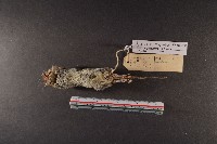 臺灣森鼠藏品圖，第6張