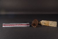 日本鼩鼴藏品圖，第2張