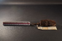 日本鼩鼴藏品圖，第3張