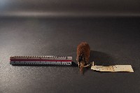 日本鼩鼴藏品圖，第4張