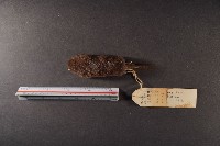 日本鼩鼴藏品圖，第5張