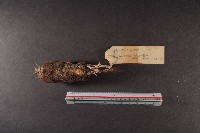 日本鼩鼴藏品圖，第6張