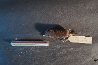 日本鼩鼴藏品圖，第5張