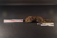 臭鼩藏品圖，第1張