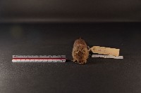 臭鼩藏品圖，第2張