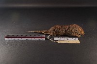 臭鼩藏品圖，第3張