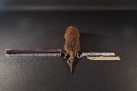 臭鼩藏品圖，第4張