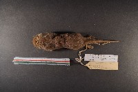 臭鼩藏品圖，第5張