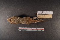 臭鼩藏品圖，第6張