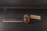臭鼩藏品圖，第2張