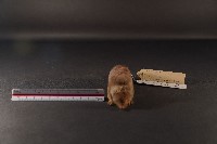 臭鼩藏品圖，第3張