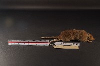 臭鼩藏品圖，第4張