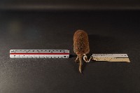 臭鼩藏品圖，第5張