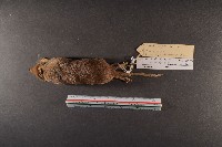臭鼩藏品圖，第6張