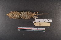 臭鼩藏品圖，第7張