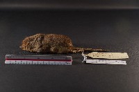 臭鼩藏品圖，第1張