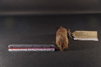 臭鼩藏品圖，第2張