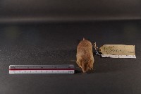 臭鼩藏品圖，第3張