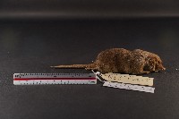 臭鼩藏品圖，第4張