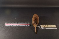 臭鼩藏品圖，第5張