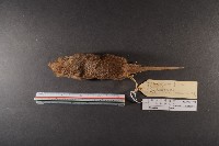 臭鼩藏品圖，第6張