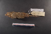 臭鼩藏品圖，第7張