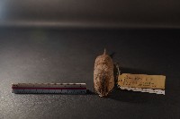 臭鼩藏品圖，第2張