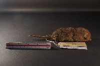 臭鼩藏品圖，第3張