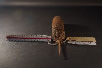 臭鼩藏品圖，第4張