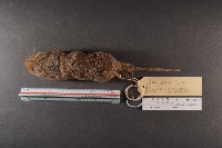 臭鼩藏品圖，第5張