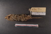 臭鼩藏品圖，第6張