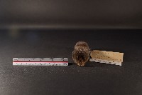 山階氏鼩鼱藏品圖，第2張