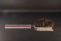 山階氏鼩鼱藏品圖，第3張