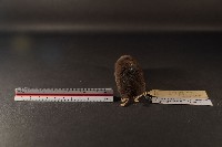 山階氏鼩鼱藏品圖，第4張