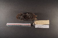 山階氏鼩鼱藏品圖，第5張