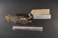 山階氏鼩鼱藏品圖，第6張