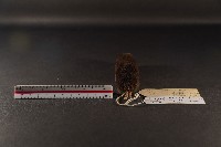 山階氏鼩鼱藏品圖，第4張