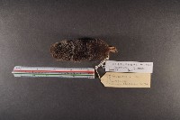 山階氏鼩鼱藏品圖，第5張